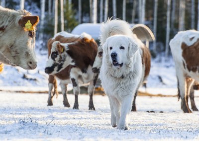 Suomen koirat arvoteos koirista